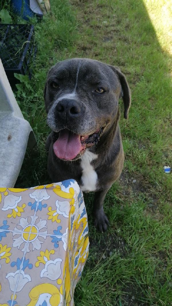 Golia Splendido Simil Cane Corso Cerca Adozione Foto 6